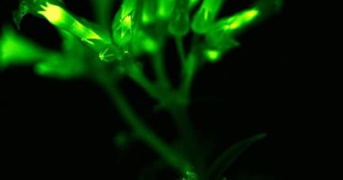 باحثون يطورون نباتات تتوهج فى الظلام