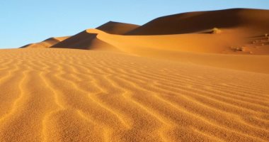 دراسة تحل لغز نبات لا يموت يعيش في أقدم صحراء في العالم