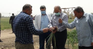 رئيس جامعة المنيا يتفقد حصاد محصولى القمح والفول بـ"شوشة" .. صور