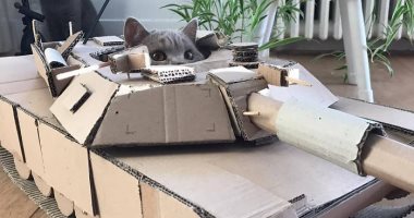 آخر دلع .. دبابات ومدافع من الكارتون لإسعاد القطط خلال العزل المنزلى.. صور