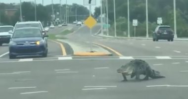 طالع يتفسح.. تمساح ضخم يتجول فى شوارع فلوريدا.. فيديو وصور