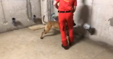 فيديو.. شاهد كيف يتم تدريب الكلاب على اكتشاف كورونا فى أجاكسيو الفرنسية