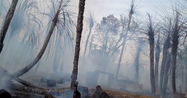 صور.. السيطرة على حريق أدى لتفحم حوالى 300 شجرة نخيل جنوب الأقصر