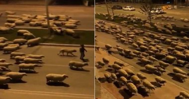 رغم حظر التجول .. المئات من قطيع "الخرفان" تسير فى شوارع تركيا  .. فيديو