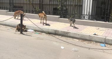 شكوى من انتشار الكلاب الضالة في شارع بني العباس بالإسكندرية