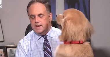 كلب يقطع لايف تلفزيونى لصاحبه المذيع وخبير الأرصاد الجوية بأمريكا.. فيديو