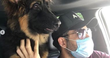 رامى جمال مع كلبه المريض: "معاك لحد ما تخف"