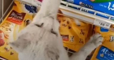 "الجوع كافر" قطة تقود سيدة مكسيكية لشراء طعام لها من داخل متجر.. فيديو