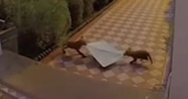 "حيوانات مثقفة".. ثعالب تتصارع على سرقة الصحف من أمام منزل في لندن.. فيديو