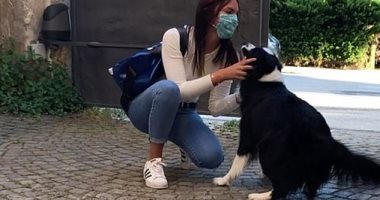 كلب يستقبل صديقة صاحبته بحفاوة بعد العزل المنزلى لمدة 56 يوما.. فيديو وصور