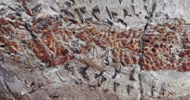 اكتشاف مخلوق يشبه الحبار  يهاجم فريسته منذ 200 مليون سنة فى إنجلترا