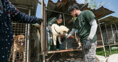 مكتوب لهم عمر جديد..جمعية تنقذ كلاب قبل تناولها كطعام فى كوريا الجنوبية