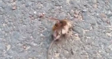 بعد غزوها أمريكا.. معركة شرسة بين دبور آسيوى وفأر تنتهى بمقتله.. فيديو