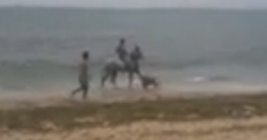 فيديو.. حصان يستغل أزمة كورونا ويستحم منفرداً على شواطئ الإسكندرية 