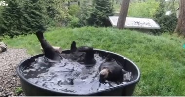 الدب "تاكودا" يستغل غياب الزوّار عن حديقة الحيوانات ويستمتع بالاستحمام