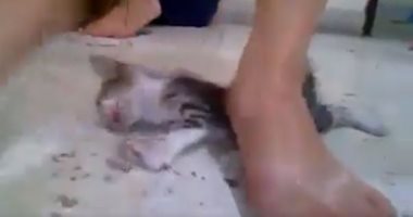 فيديو قديم لتعذيب قطة يثير جدل السوشيال ميديا من جديد.. اعرف القصة