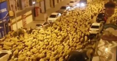فيديو.. قطيع من الخراف يمر وسط أكثر الشوارع إزدحاما في تركيا