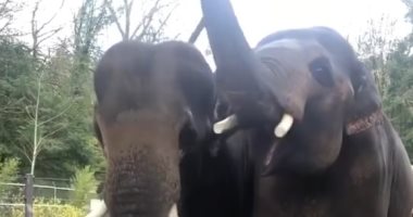 بيسلوا نفسهم.. أفيال تستمتع بجلسة تنظيف واسترخاء بحديقة أوريجون.. فيديو 