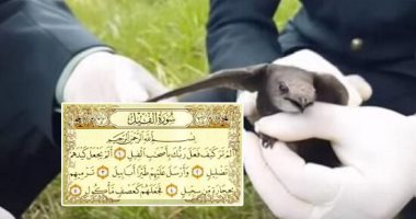 العثور على طائر الأبابيل فى الجزائر..  هل هو المذكور فى القرآن؟