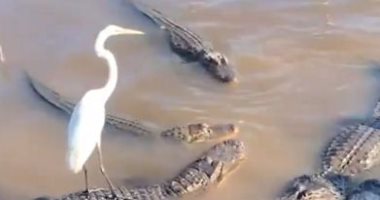 "فاكره لعبة".. طائر صغير يستخدم ظهر تمساح للتنزه وسط النهر.. فيديو