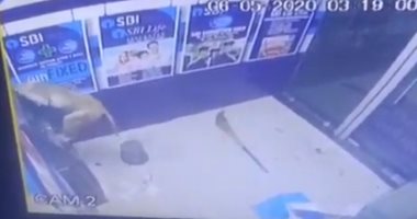 قرد يحاول سرقة بنك بالقرب من القصر الرئاسى فى الهند.. فيديو