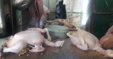 بيطرى بورسعيد: محلات الطيور بؤر لانتشار الأوبئة.. وإجراءات لتطهير المزارع
