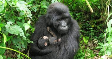 ولادة اثنين من صغار الغوريلا الجبلية فى أوغندا