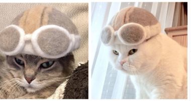 يابانيان يدللان القطط بقبعات من فرائها المتساقط