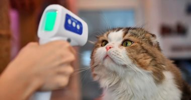 دراسة: القطط المصابة بكورونا تتخلص من العدوى فى 6 أيام وبدون أعراض