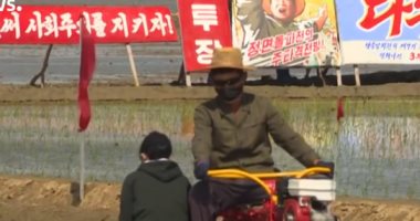 انطلاق موسم زراعة الأرز فى كوريا الشمالية مع الالتزام بالكمامة