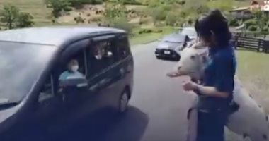 فيديو.. مزرعة يابانية تسمح بالتجول بين حيواناتها بالسيارات لكسر جمود الحجر الصحى