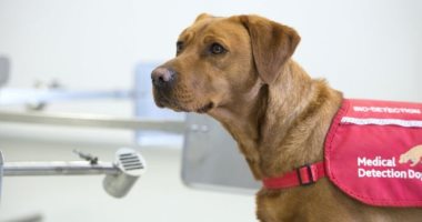 وزارة الزراعة تعلن تحصين 3441 كلب و 6870 رخصة تملك.. اعرف التفاصيل