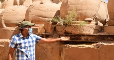 صور.. الأثرى صلاخ الماسخ مشرف مشروع كباش الكرنك يكشف تفاصيل إنقاذها