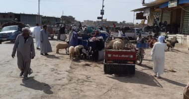 فض سوق "الأغنام العشوائى" للمرة الثالثة غرب الإسكندرية.. صور