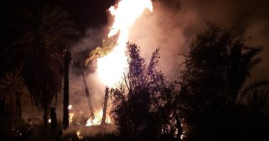 صور.. السيطرة على حريق أشجار نخيل بمنطقة القرايا فى الأقصر دون إصابات