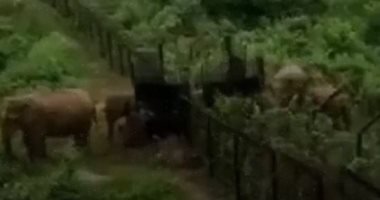 قطيع أفيال يقتحم حدود الغابات بين الهند وبنجلاديش.. فيديو