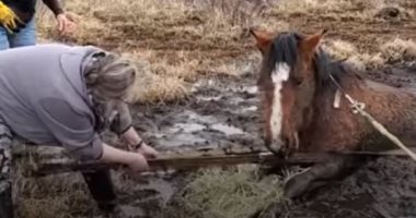 نموذج إنسانى.. فيديو إنقاذ حصان من مستنقع بكندا