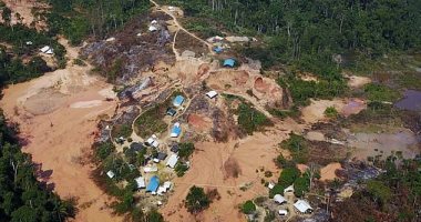 ديلى ميل تحذر من ارتفاع معدل إزالة غابات الأمازون