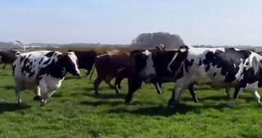 أبقار ترقص من الفرحة بعد خروجها من حظائرها لأول مرة منذ 6 شهور (فيديو)