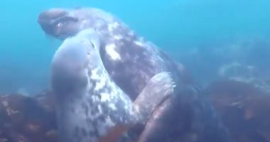الحب تحت الماء.. قبلات وعناق بين الكائنات البحرية في الأعماق.. فيديو