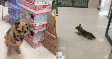 كلب ينتظر فى المستشفى 3 أشهر بعد وفاة صاحبه الصينى بكورونا.. صور