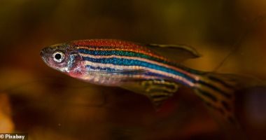 اكتشاف هرمونا فى سمكة الحمار الوحشى يساعد فى علاجات الخصوبة
