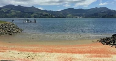 شواطئ نيوزيلندا تتحول إلى اللون الأحمر بسبب جراد البحر