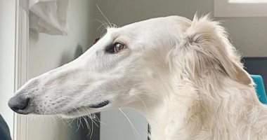 طولها 31 سم.. قصة الكلبة إيريس صاحبة أطول أنف فى العالم .. صور
