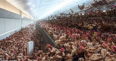 فيديو.. ديلي ميل البريطانية: الدجاج يحمل فيروسا جديد قاتلا للبشر