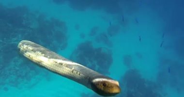 كيف تطور ثعبان البحر خلال 15 مليون سنة للحياة فى أعماق المحيطات