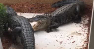 معركة مرعبة بين تمساحين فى مدخل منزل بولاية فلوريدا الأمريكية.. فيديو