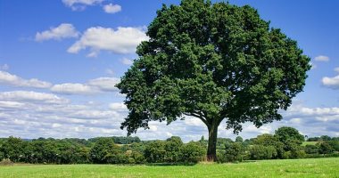 كيف أثر تغير المناخ على حجم الأشجار؟ دراسة جديدة تكشف
