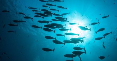 دراسة: الأنواع البحرية تقترب من أقطاب الأرض بسرعة بسبب تغير المناخ