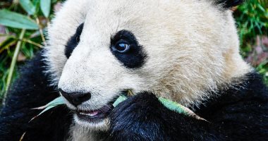 حيوان الباندا هو اكثر الحيونات المهددة بالانقراض 